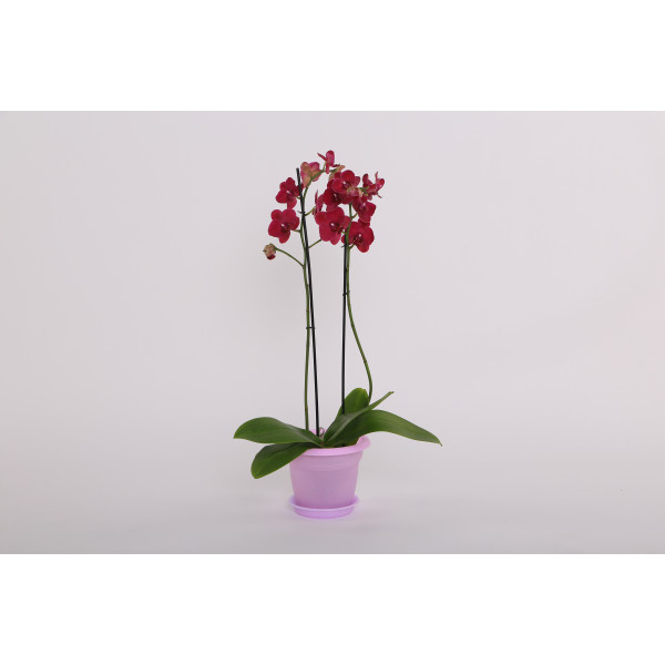 Кашпо для комнатных растений "Классика" для орхидеи (д 200 мм) 3 л.