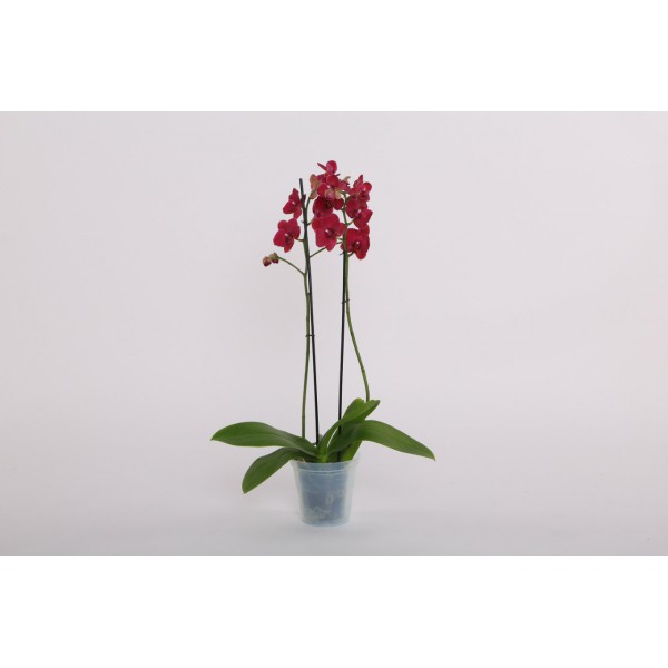 Кашпо для комнатных растений "Классика" для орхидеи (д 150 мм) 1 л. 